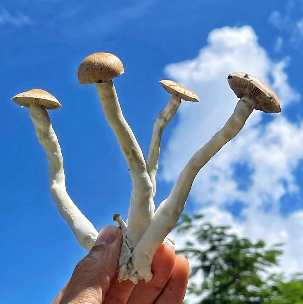 growing gourmet and medicinal mushrooms