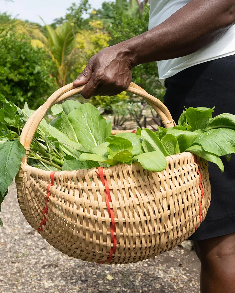 ONE Psilocybin Retreats Jamaica experience-farm-3 What to Expect  