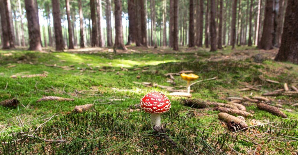 A serene image of a mushroom surrounded by lush green moss in a mystical forest, symbolizing the connection to nature and the potential for transformative experiences during psilocybin retreats.
