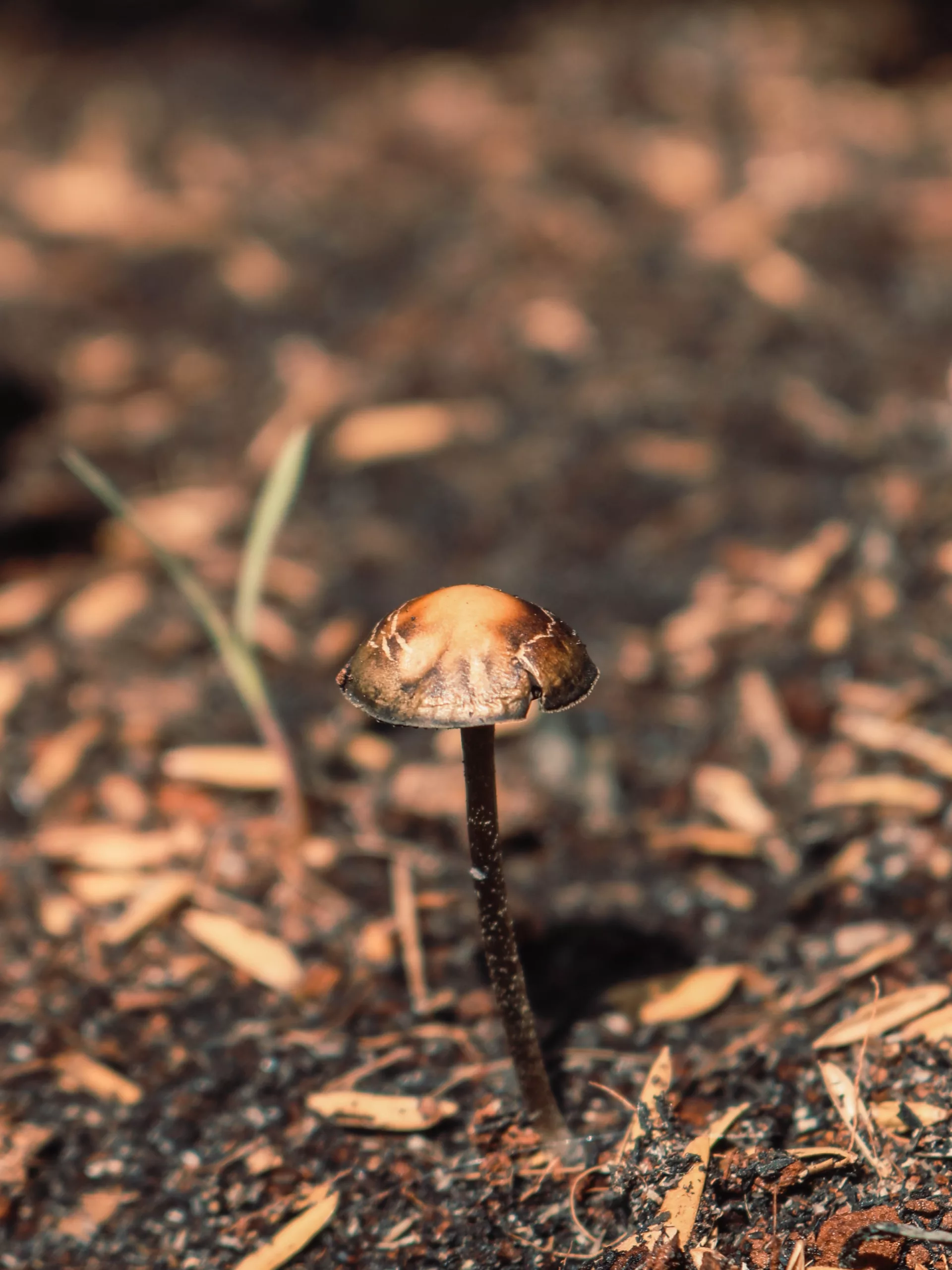 A vibrant psilocybin-containing mushroom grows in Jamaica, symbolizing the potential for transformative experiences in psilocybin-assisted therapy retreats on the serene Caribbean shores.