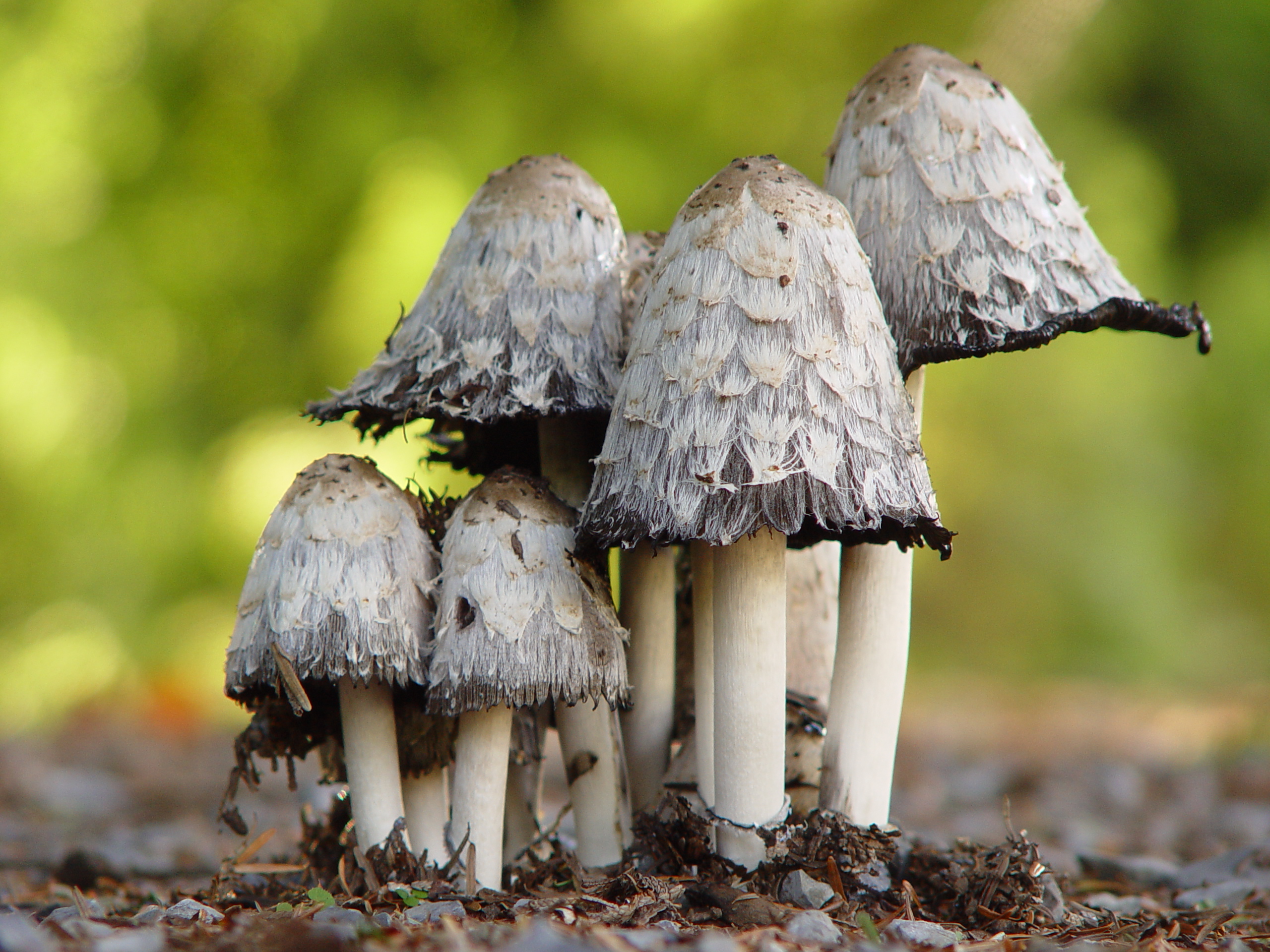 A photo of natural Magic Mushrooms, showcasing their unique appearance in a forest setting.