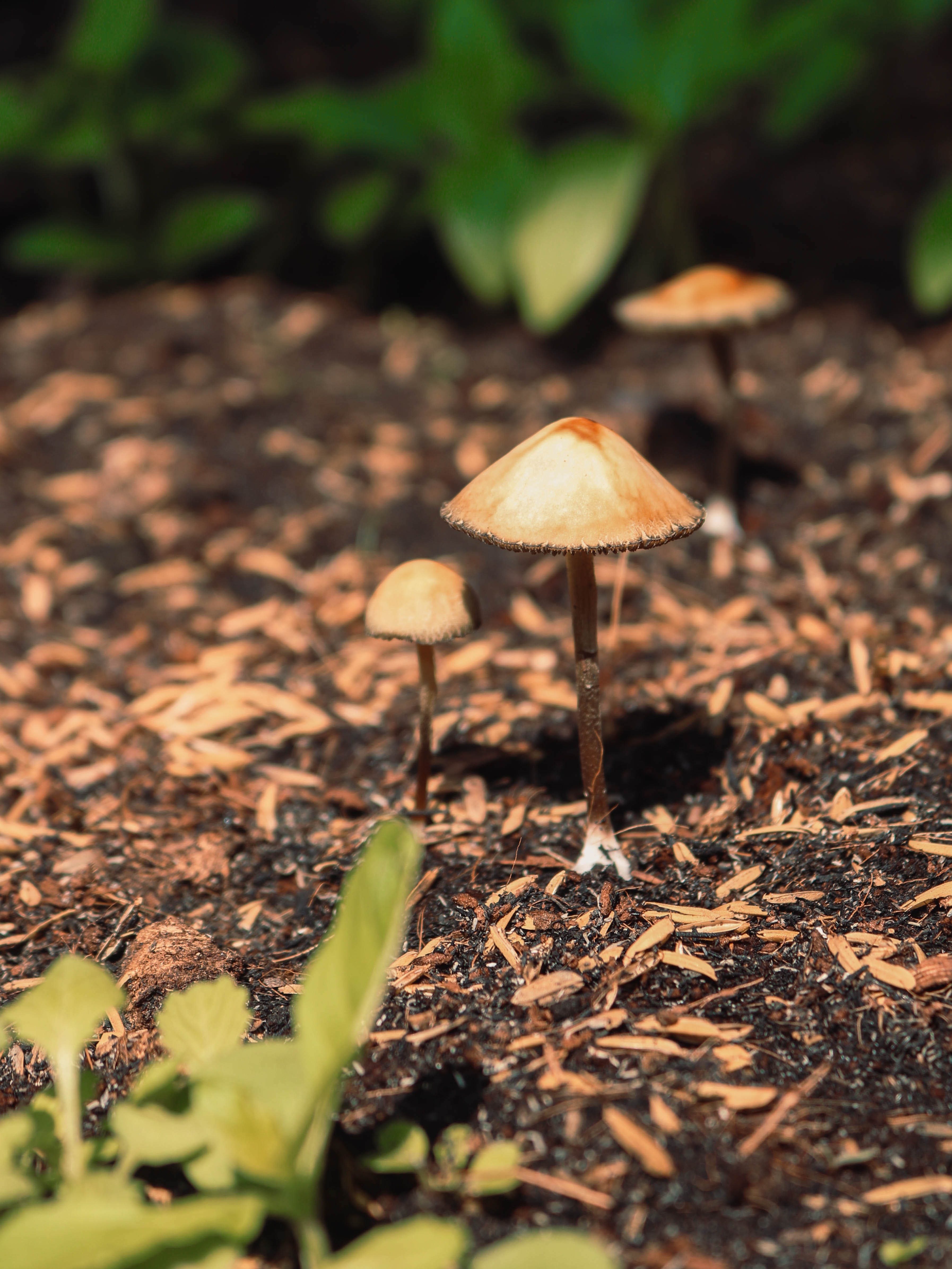 A mushroom growing in a natural environment.