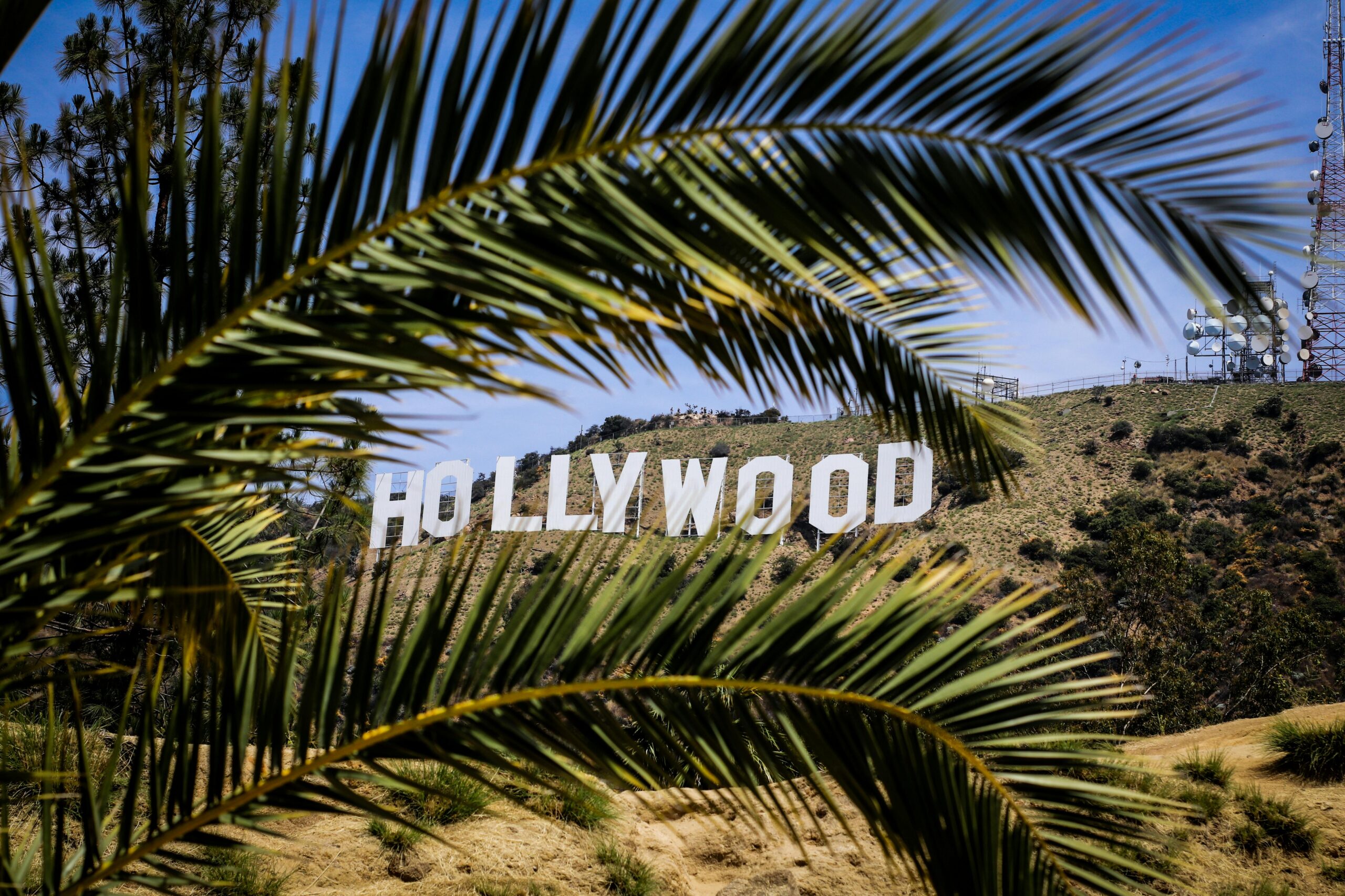 Hollywood Sign in California framed by palm leaves symbolizing the state’s cultural identity and its role in psilocybin reform and retreat discussions in 2025